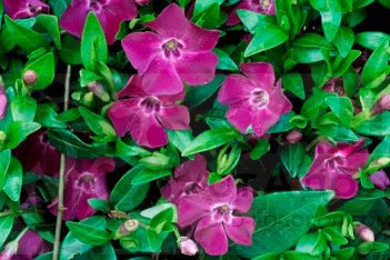 Барвинок малый Атропурпуреа Vinca minor Atropurpurea