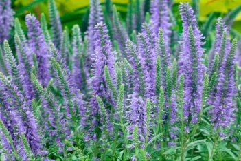 Вероника колосистая Нана Блаутеппих Veronica spicata Nana Blauteppich