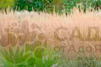 Вейник остроцветковый Карл Форстер Calamagrostis acutifolia Karl Foerster