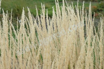 Вейник остроцветковый Карл Форстер Calamagrostis acutifolia Karl Foerster