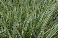 Вейник остроцветковый Овердам Calamagrostis acutifolia Overdam