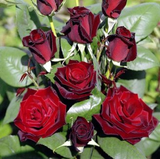 Роза чайно-гибридная Баркароле Rose hybrid tea Barkarole