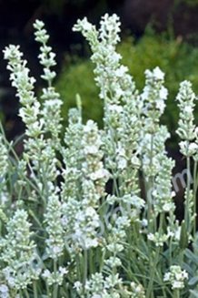 Лаванда узколистная Эллеганс Айс Lavandula angustifolia Ellagance Ice