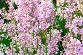 Лаванда узколистная Элеганс Пинк Lavandula angustifolia Ellagance Pink