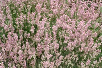 Лаванда узколистная Элеганс Пинк Lavandula angustifolia Ellagance Pink