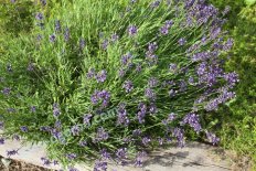Лаванда узколистная Элеганс Перпл Ellagance Purple