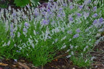 Лаванда узколистная Элеганс Скай Lavandula angustifolia Ellagance Sky