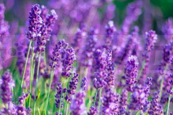 Лаванда узколистная Хидкот Lavandula angustifolia Hidcote