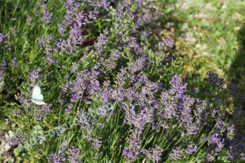 Лаванда узколистная Хидкот Lavandula angustifolia Hidcote