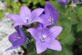 Платикодон крупноцветковый Астра Блю Platycodon grandiflorus Astra Blue