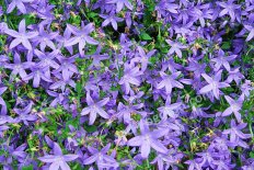 Колокольчик Пожарского Campanula Poscharskyana