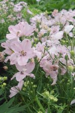 Дельфиниум Саммер Морнинг Delphinium grandiflorum Summer Morning