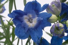 Дельфиниум Саммер Клауд Delphinium grandiflorum Summer Cloud