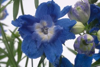 Дельфиниум Саммер Клауд Delphinium grandiflorum Summer Cloud