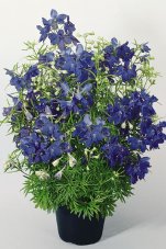 Дельфиниум крупноцветковый Саммер Найт Delphinium grandiflorum Summer Nights