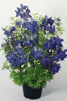 Дельфиниум крупноцветковый Саммер Найт Delphinium grandiflorum Summer Nights