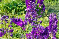 Дельфиниум Пацифик гигант Блэк Найт Delphinium cultorum Pacific Giant Black Knight
