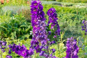 Дельфиниум Пацифик гигант Блэк Найт Delphinium cultorum Pacific Giant Black Knight