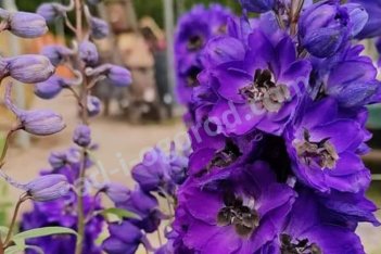 Дельфиниум Пацифик гигант Блэк Найт Delphinium cultorum Pacific Giant Black Knight