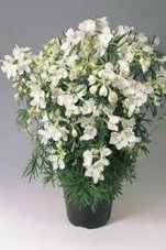 Дельфиниум Саммер Старс Delphinium grandiflorum Summer Stars
