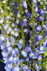 Дельфиниум М.Ф. Мид Блу Вайт Би Delphinium cultorum M.F. Mid Blue with White Bee