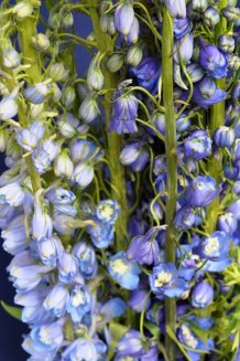 Дельфиниум М.Ф. Мид Блу Вайт Би Delphinium cultorum M.F. Mid Blue with White Bee