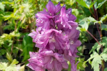 Дельфиниум культурный Пацифик Джайент Астолат Delphinium cultorum Pacific Giant Astolat