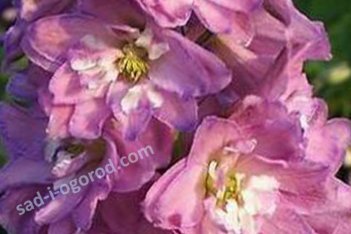 Дельфиниум культурный Пацифик Джайент Астолат Delphinium cultorum Pacific Giant Astolat
