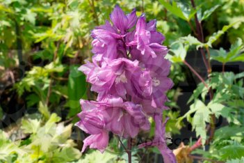 Дельфиниум культурный Пацифик Джайент Астолат Delphinium cultorum Pacific Giant Astolat