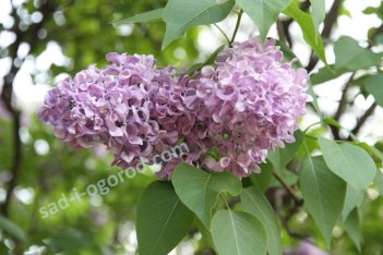 Сирень обыкновенная Алексей Маресьев Syringa vulgaris Alexey Mares'ev