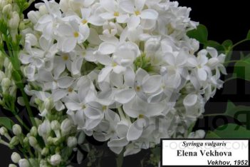 Сирень обыкновенная Елена Вехова Syringa vulgaris Elena Vekhova
