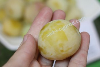 Слива Утро