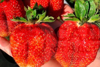 Земляника Фестивальная