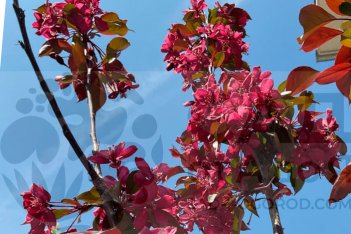 Яблоня пурпурная Роялти Malus Royalty