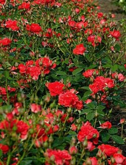 Роза миниатюрная Оранж Мейандина Rose Orange Meillandina