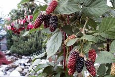 Ежевика Карака Блэк Rubus eubatus Karaka Black