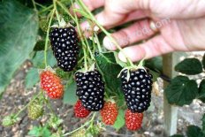 Ежевика Натчез Rubus eubatus Natchez