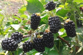 Ежевика Трипл Краун Rubus eubatus Triple Crown