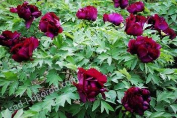 Пион древовидный Черная корона Paeonia Guan Shi Mo Yu