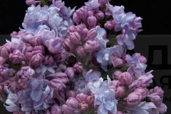 Сирень обыкновенная Московский Университет Syringa vulgaris Moskovskiy Universitet