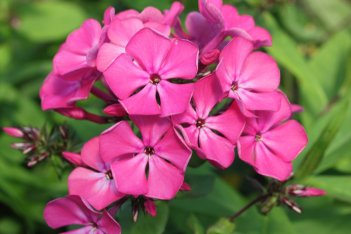 Флокс метельчатый Цыганская Венгерка Phlox paniculata Tsyganskaya Vengerka