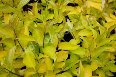 Дерен Белый Ауреа Cornus alba Aurea