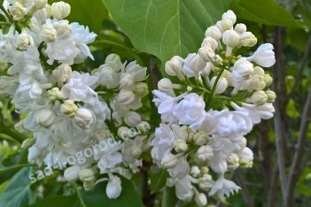 Сирень обыкновенная Память о Колесникове Syringa vulgaris Pamyat’ о Kolesnikove