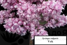 Сирень обыкновенная Век Syringa vulgaris Vek