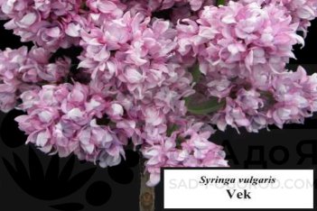 Сирень обыкновенная Век Syringa vulgaris Vek