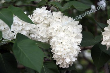 Сирень обыкновенная Флора Syringa vulgaris Flora