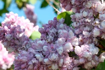 Сирень обыкновенная Утро Москвы Syringa vulgaris Utro Moskvy