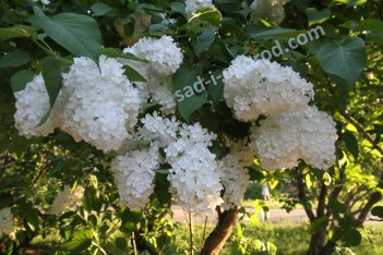 Сирень обыкновенная Снежный ком Syringa vulgaris Snezhniy kom