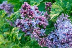Сирень обыкновенная Аукубафолия Syringa vulgaris Aucubaefolia