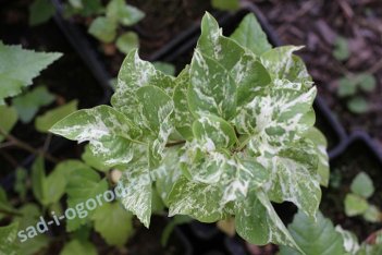 Сирень обыкновенная Аукубафолия Syringa vulgaris Aucubaefolia